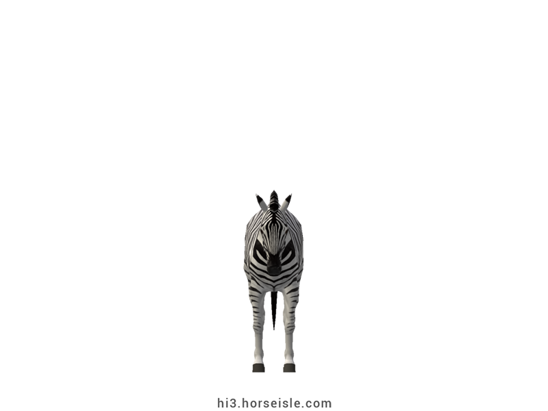 Burchell's Zebra White Striped Coat (front view)
